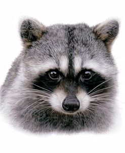 Raccoon