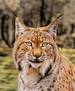 Lynx