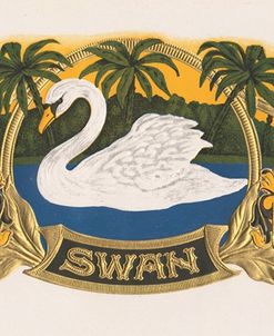 Swan