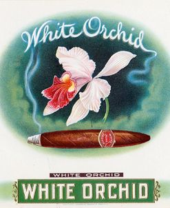 White Orchid