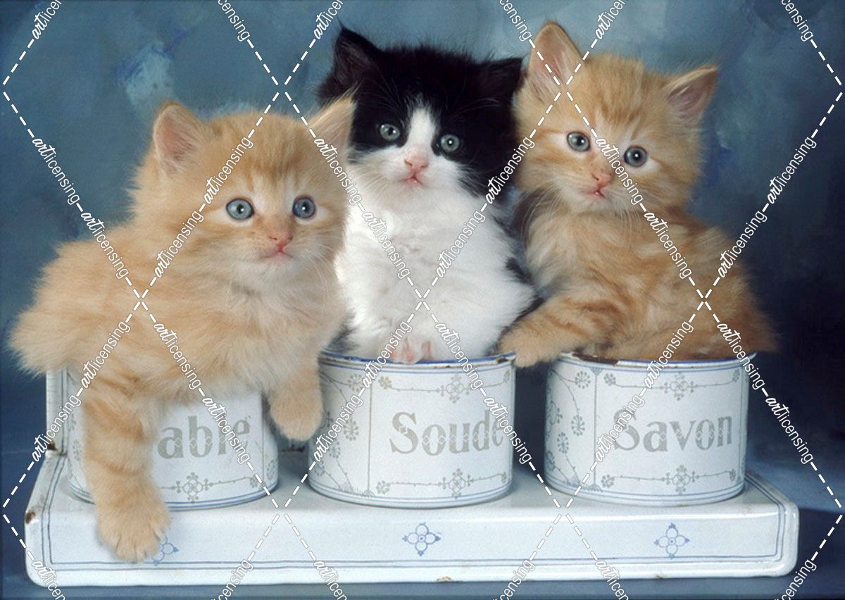 FS297 3 Kittens In Tin Pots 170