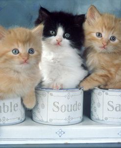FS297 3 Kittens In Tin Pots 170