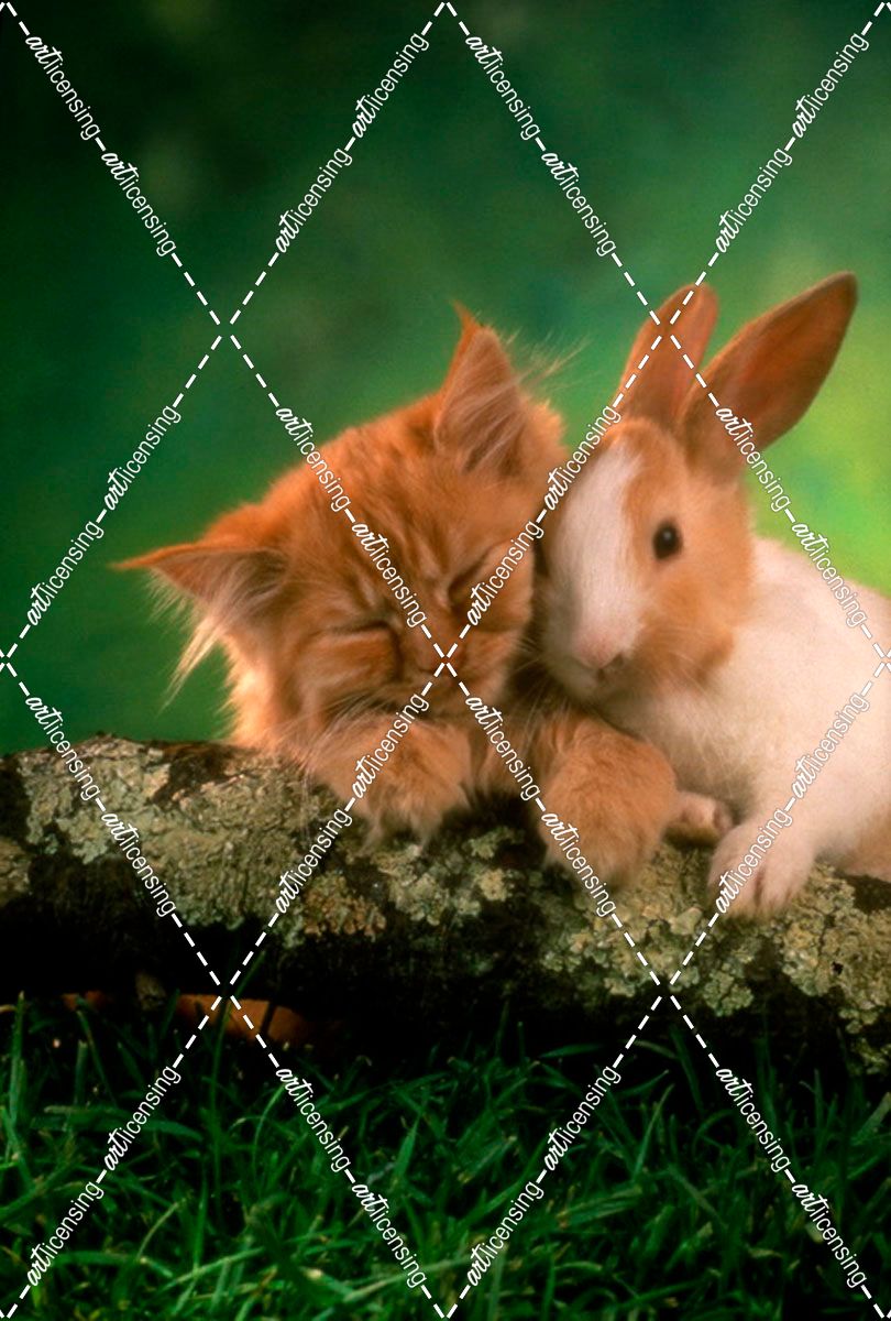 FS392 Cat Rabbit Little Friends