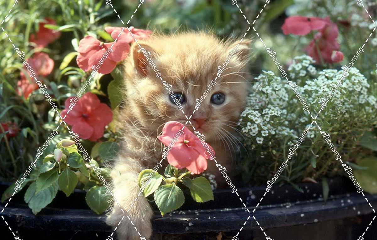 FS426 Red Kitten Between Flowers