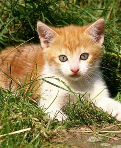 FS463 Kitten Close Up Grass