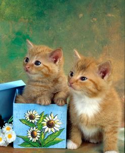 FS1799 2 Red Kittens Blue Box