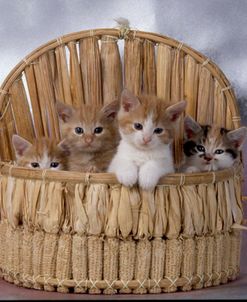 FS1808 Kittens (Red) In Basket