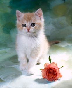 FS1853 Kitten & Pink Rose