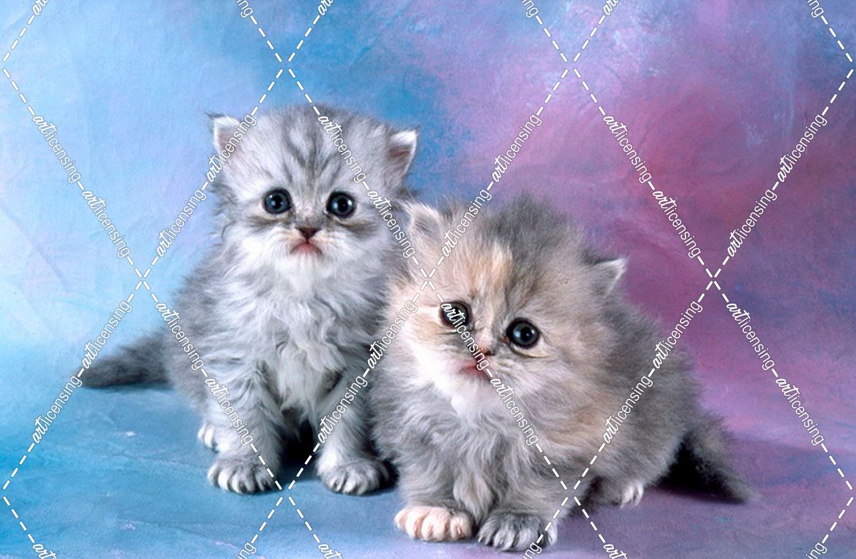 FS1798 2 Grey Persian Kittens