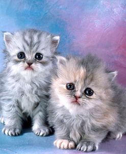 FS1798 2 Grey Persian Kittens