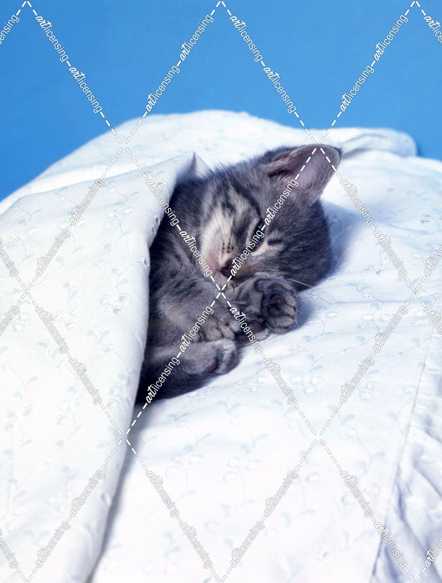 FS2480 Kitten Sleeping White Bedcover
