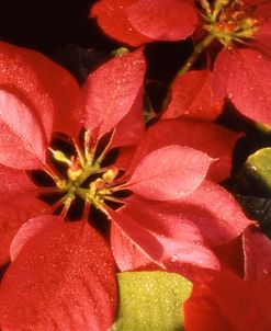 FS532 Red Christmas Rose Close Up