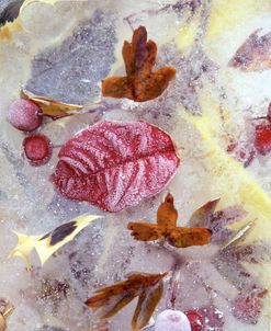 FS881 FrozenRedLeaf&BrownLeaves+XmasBerries