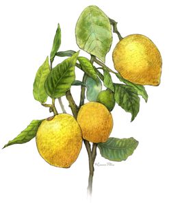 Lemon Tree Branch