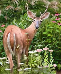 Buck In The Garden