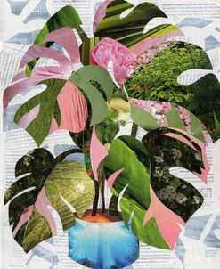 Monstera