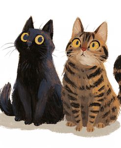 Kittens Interest