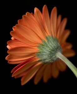 AF20080308 Gerbera Flower 138