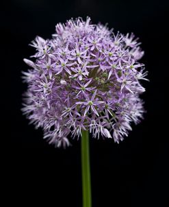 AF20080314 Allium Flower 005