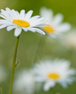 Close up Daisy