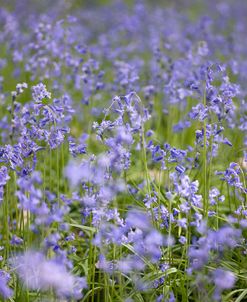 AF20090509 Bluebell Wood 013