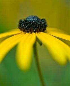 AF20090911 Coneflower 024