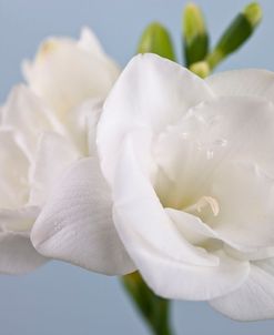 AF20081102 White Freesias 024