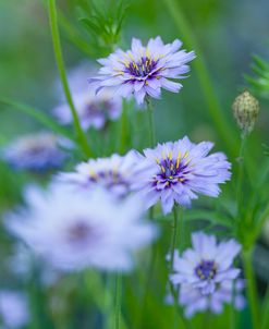 AF20130714 Catananche 069