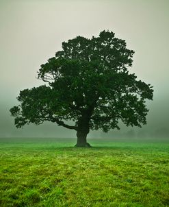 Mist Maple