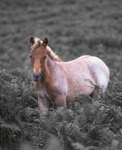 AF20080825 Horse 081