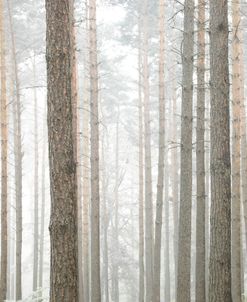 Tall Forest