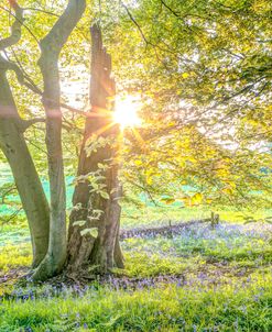 Spring Tree Light