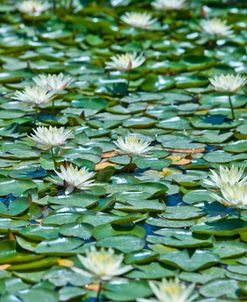 AF20110508 Water Lily 093