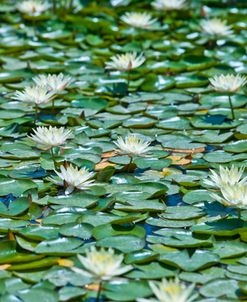 AF20110508 Water Lily 093