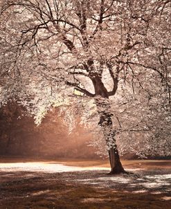 Sepia Fall Tree