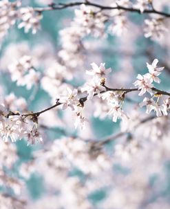 Blossoms on Teal