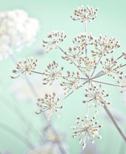 Parsley Parsnip