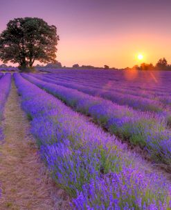 AF20130708 Lavender 273X