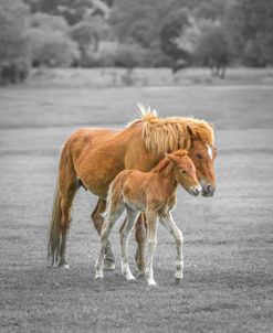 AF20180508 New Forest 322PC02