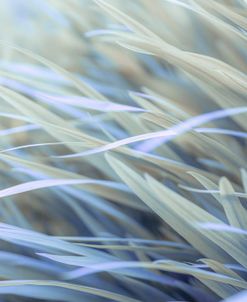 Waving Grass