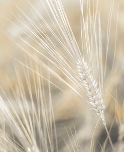 AF20190624 Wheat 323C01