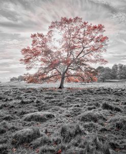 Autumn Pop Tree