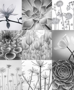 AF20210610 BW Plants Flowers Set 01