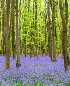 AF20220426 Bluebells 080-Pano