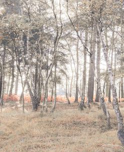 Pano Airy Forest