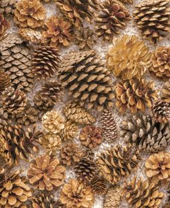 AF20211214 Pine Cones 050