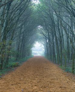 Vanishing Point Trees