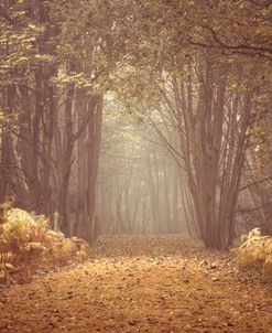 Misty Fall Path