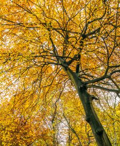 Autumn Trees Upward