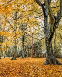 AF20121110 Autum Trees 037X